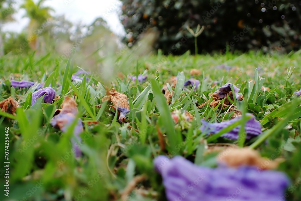 Close-Up of Fallen Jacaranda Blossoms on Lawn