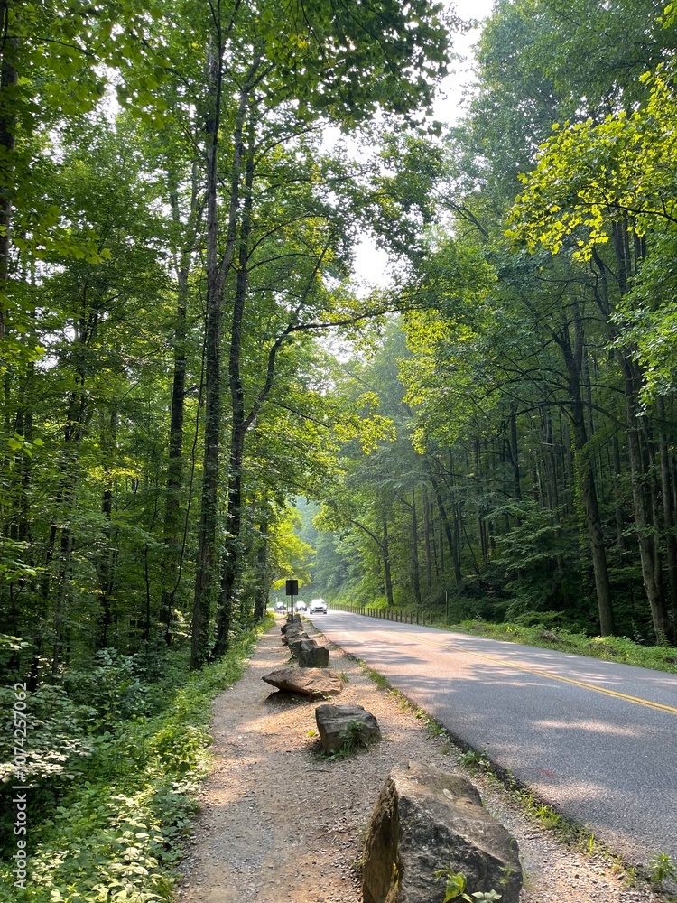 Fototapeta premium road in the woods