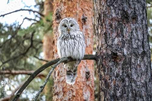 Ural owl (Strix uralensis) in natural habitat, wildlife scenes