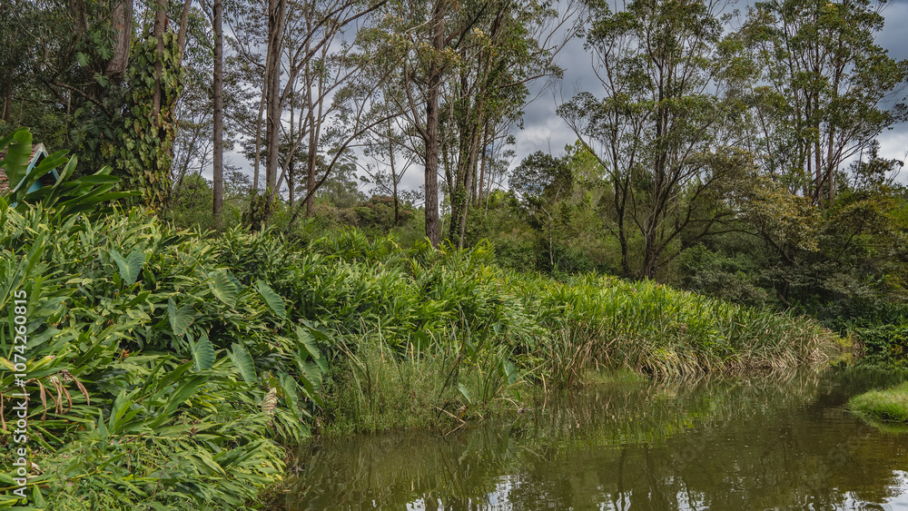 Obraz premium A calm river in a tropical rain forest. The riverbed bends. On the shore there are thickets of lush green vegetation - grass, trees. Madagascar. Vakona Forest Reserve