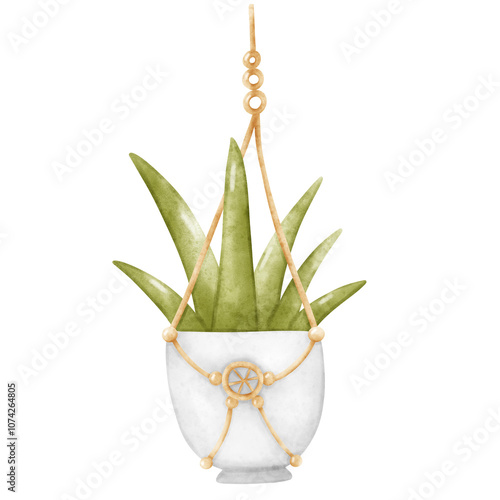 Plant, Hanging plant, hanging house plant pot. Home plant decoration. Garden