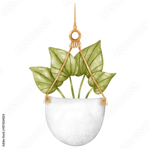 Plant, Hanging plant, hanging house plant pot. Home plant decoration. Garden