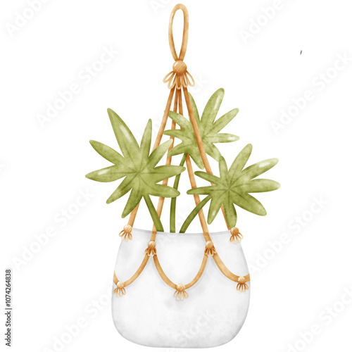 Plant, Hanging plant, hanging house plant pot. Home plant decoration. Garden