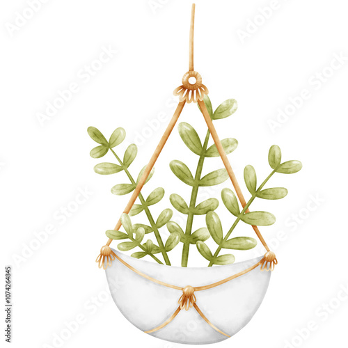 Plant, Hanging plant, hanging house plant pot. Home plant decoration. Garden