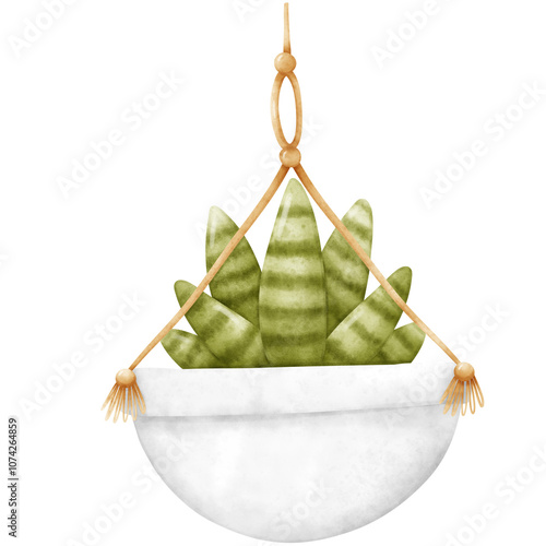 Plant, Hanging plant, hanging house plant pot. Home plant decoration. Garden