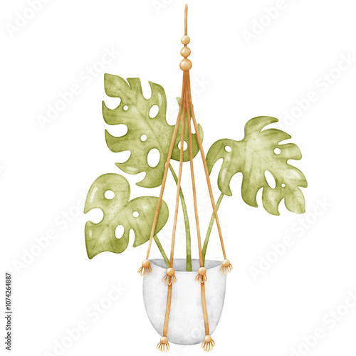 Plant, Hanging plant, hanging house plant pot. Home plant decoration. Garden