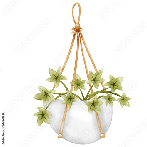 Plant, Hanging plant, hanging house plant pot. Home plant decoration. Garden