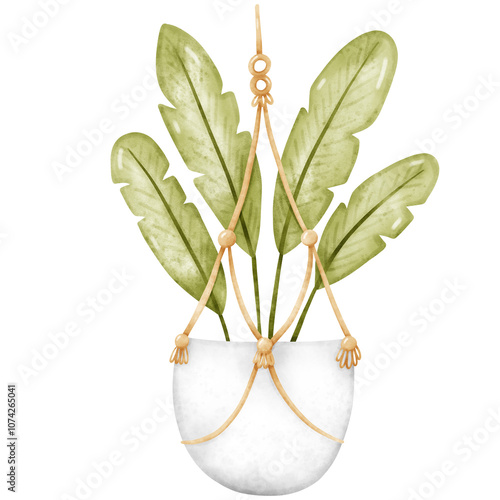 Plant, Hanging plant, hanging house plant pot. Home plant decoration. Garden
