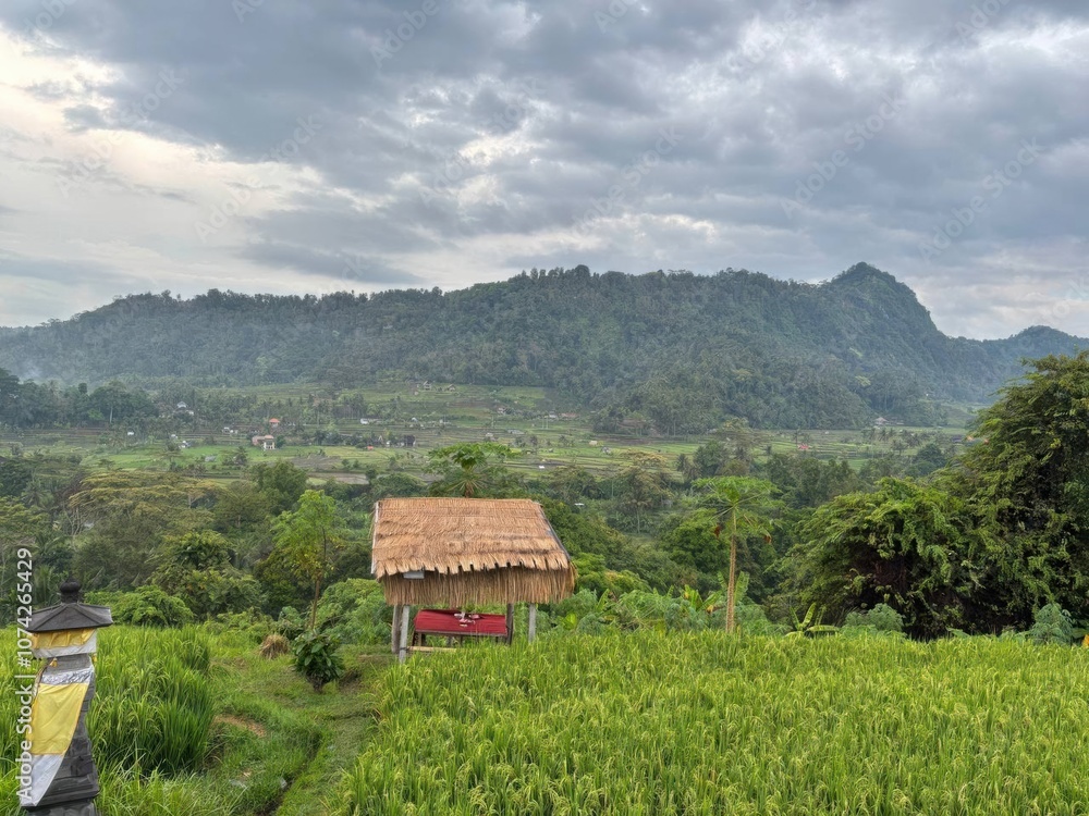 Landscape of agriculture of rice fields Landscape of agriculture of rice fields