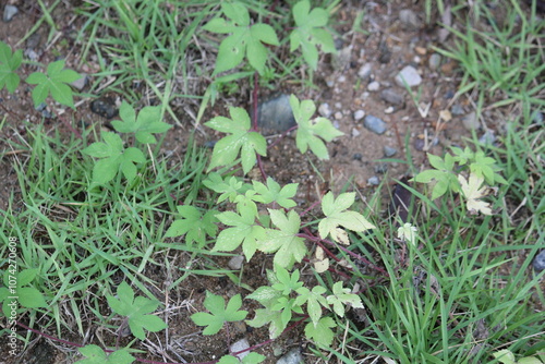 Image of the blooming ginseng vines on the Daecheongcheon Stream trail