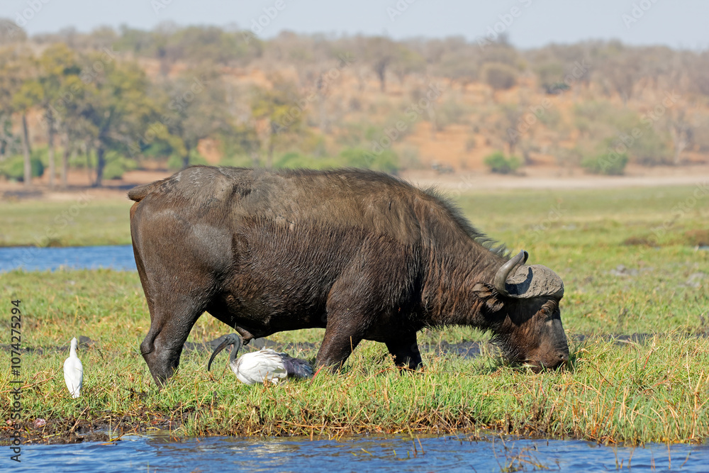 An African buffalo (Syncerus caffer) grazing, Chobe National park, Botswana. An African buffalo (Syncerus caffer) grazing, Chobe National park, Botswana.