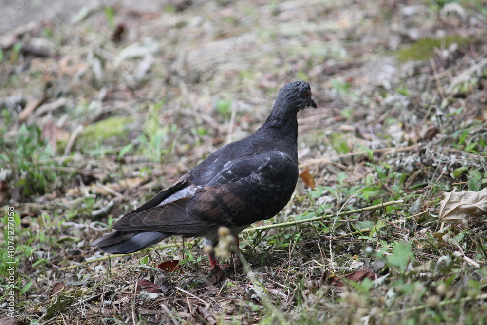 Image of pigeons searching for food on the Daecheongcheon trail Image of pigeons searching for food on the Daecheongcheon trail