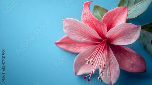 Delicate pink flower with intricate petals set against a vibrant blue background, highlighting natural beauty and elegance.