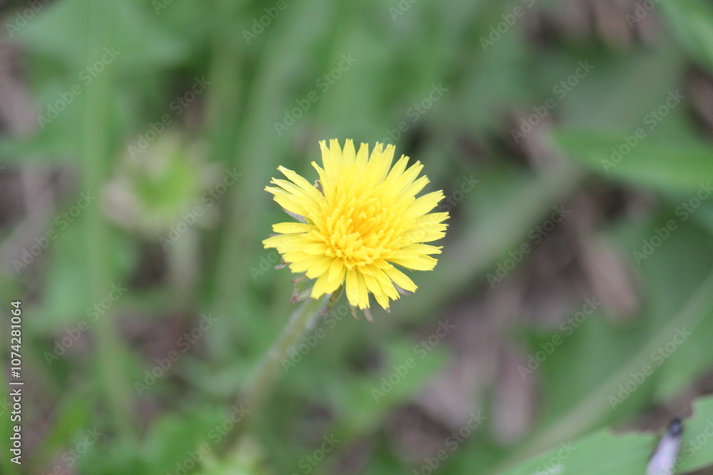 Image of dandelions blooming on the Daecheongcheon trail Image of dandelions blooming on the Daecheongcheon trail