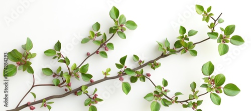 berry branch leaves on white background 13