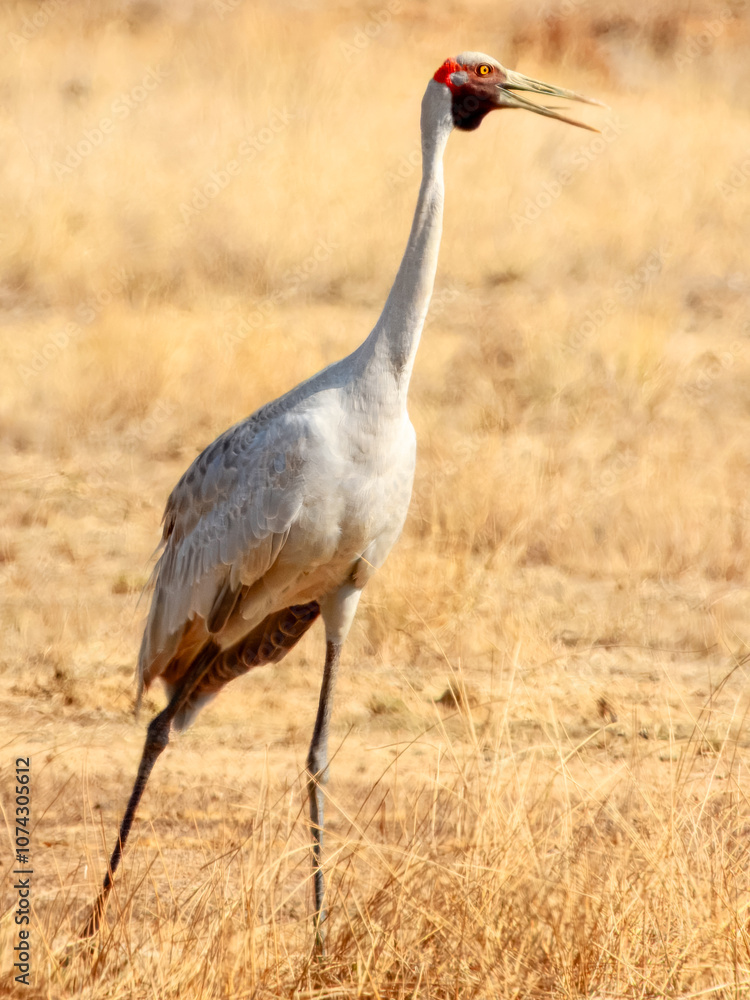 Obraz premium Brolga Crane (Grus rubicunda) in Australia