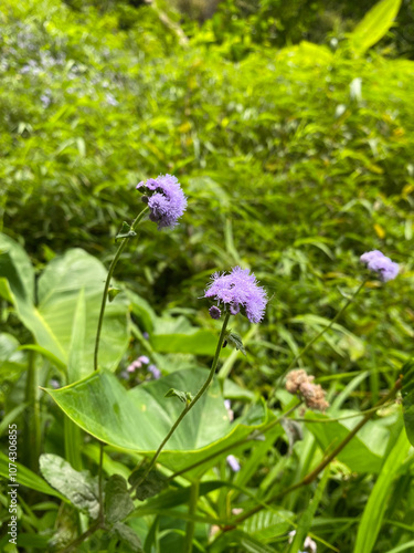 purple bandotan flowering plant photo