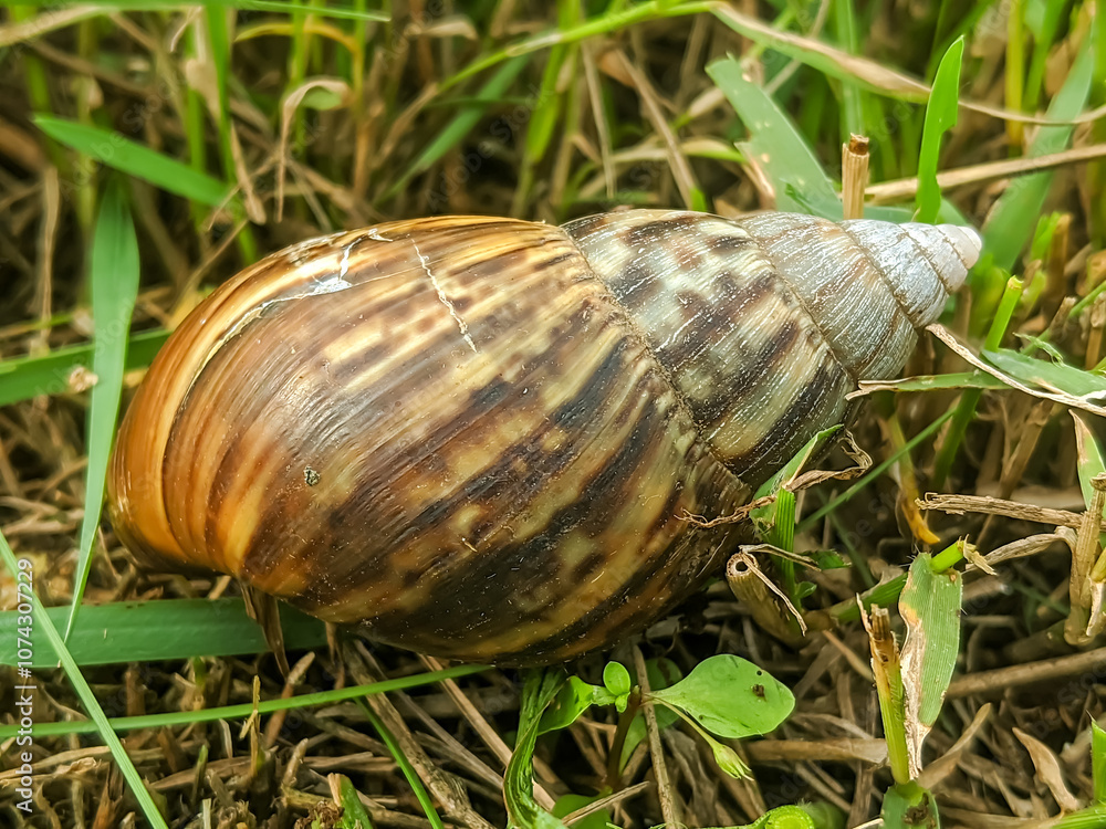 Close-up image of a brown snail shell resting on grass. Close-up image of a brown snail shell resting on grass.