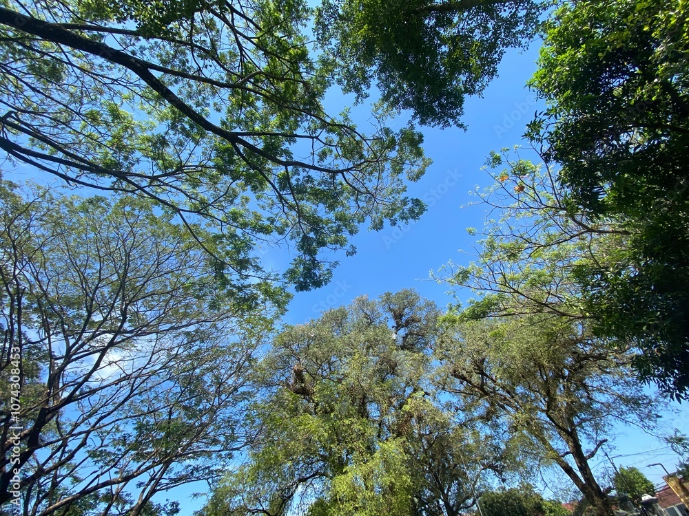 Fototapeta premium trees in the sky