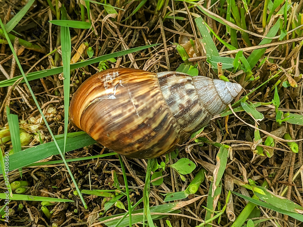 Detailed view of a snail shell nestled in grass. Detailed view of a snail shell nestled in grass.