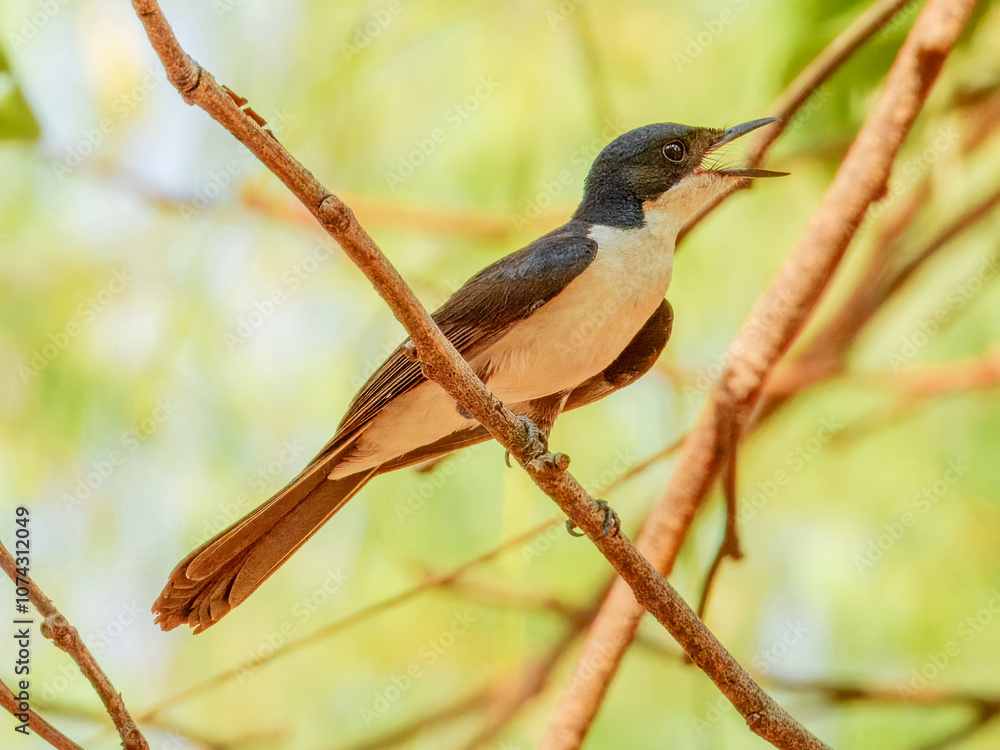 Fototapeta premium Paperbark Flycatcher (Myiagra nana) in Australia