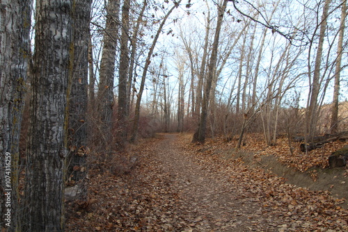 path in the woods