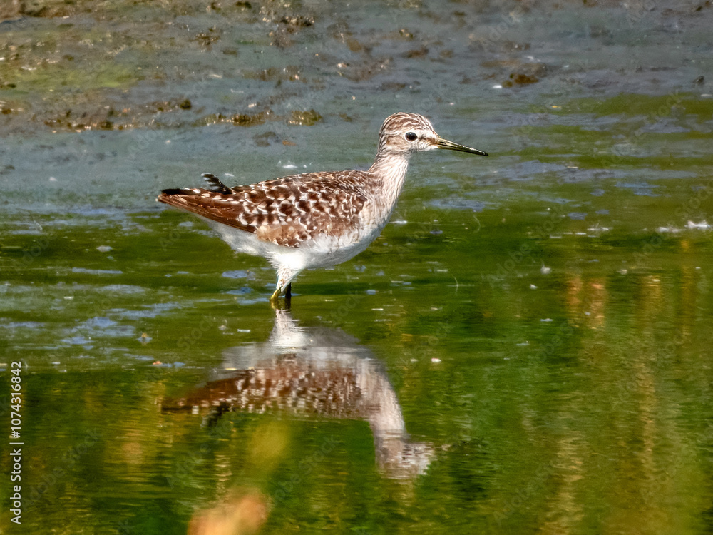 Wood Sandpiper (Tringa glareola) in Australia Wood Sandpiper (Tringa glareola) in Australia