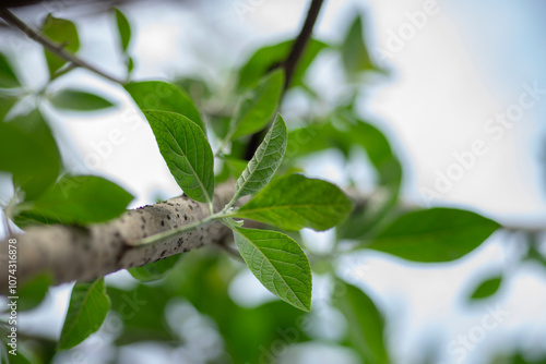Wallpaper Mural Carambola Flowers on Branch Isolated on Nature Background,Close-up of pink cherry blossom tree,Starfruit tree flower of the species Averrhoa carambola with selective focus,Close-up of pink flowers blo Torontodigital.ca
