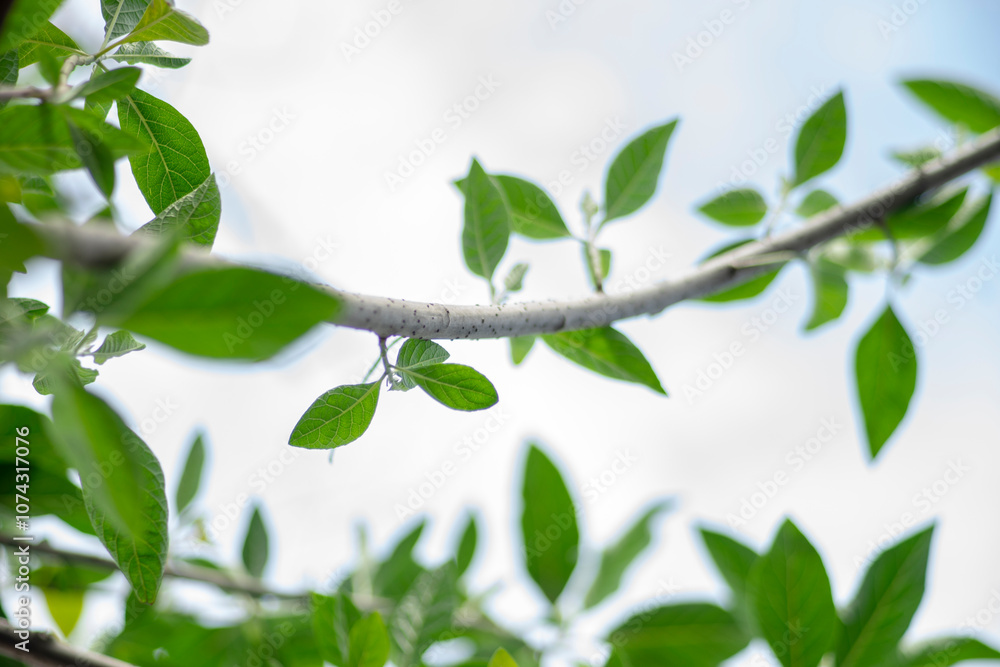 Carambola Flowers on Branch Isolated on Nature Background,Close-up of pink cherry blossom tree,Starfruit tree flower of the species Averrhoa carambola with selective focus,Close-up of pink flowers blo Carambola Flowers on Branch Isolated on Nature Background,Close-up of pink cherry blossom tree,Starfruit tree flower of the species Averrhoa carambola with selective focus,Close-up of pink flowers blo