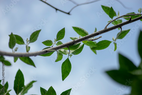 Carambola Flowers on Branch Isolated on Nature Background,Close-up of pink cherry blossom tree,Starfruit tree flower of the species Averrhoa carambola with selective focus,Close-up of pink flowers blo photo