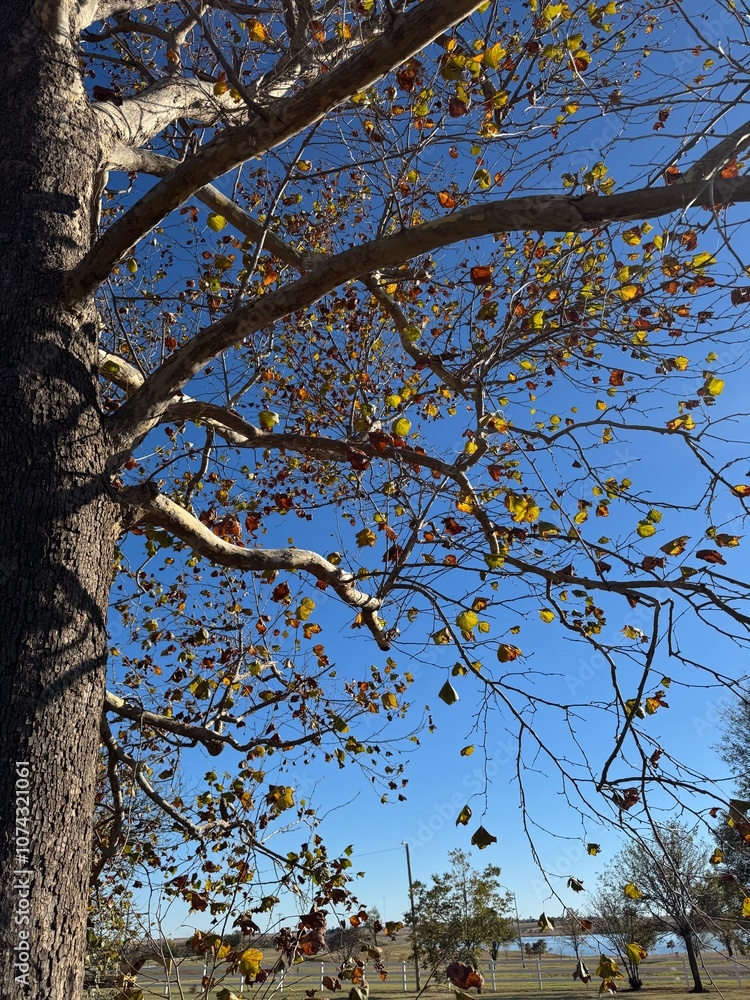 Fototapeta premium tree in autumn
