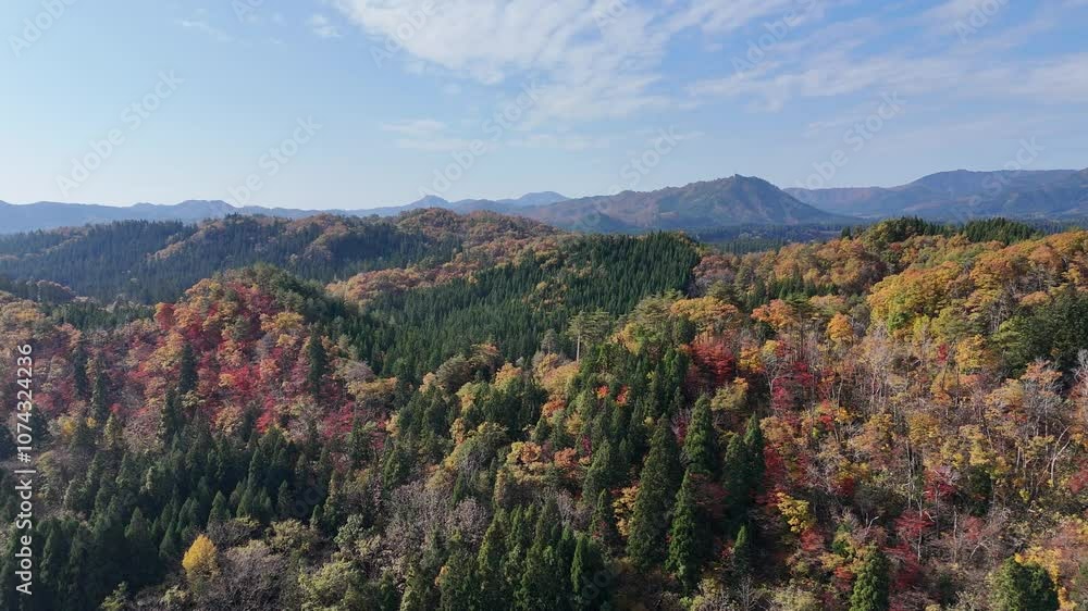 空撮　鮮やかな秋の紅葉　広大な山と森林　秋田県の風景