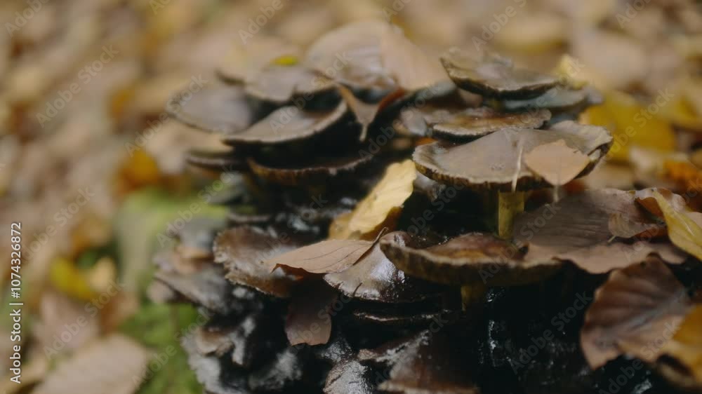 Dark, glossy mushrooms covered with fallen autumn leaves, nestled in a damp forest environment. The earthy tones of brown and yellow leaves add to the scene's natural, peaceful ambiance Dark, glossy mushrooms covered with fallen autumn leaves, nestled in a damp forest environment. The earthy tones of brown and yellow leaves add to the scene's natural, peaceful ambiance