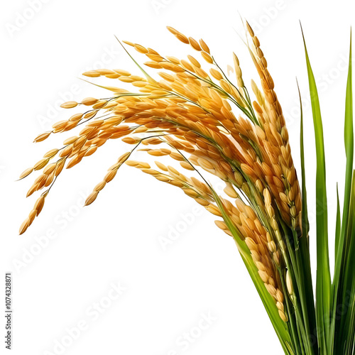 ears of rice with transparent background