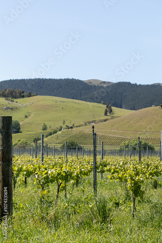 Beautiful scenery on vineyard and fields in New Zealand. Winery and wine.