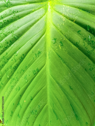 macro view of taro leaf