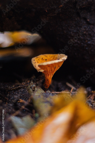 False Chantrelle (Hygrophoropsis aurantiaca) photo