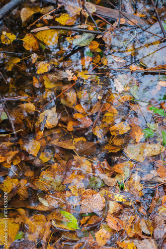 Autumn leaves in a puddle