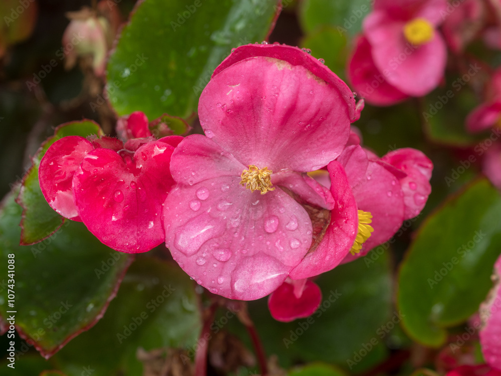 begonia in the garden with water drops after rain begonia in the garden with water drops after rain