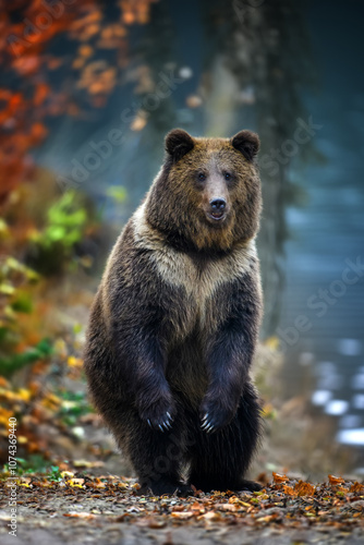 Brown bear (Ursus arctos) standing on his hind legs in autumn forest. Danger animal in nature habitat. Big mammal