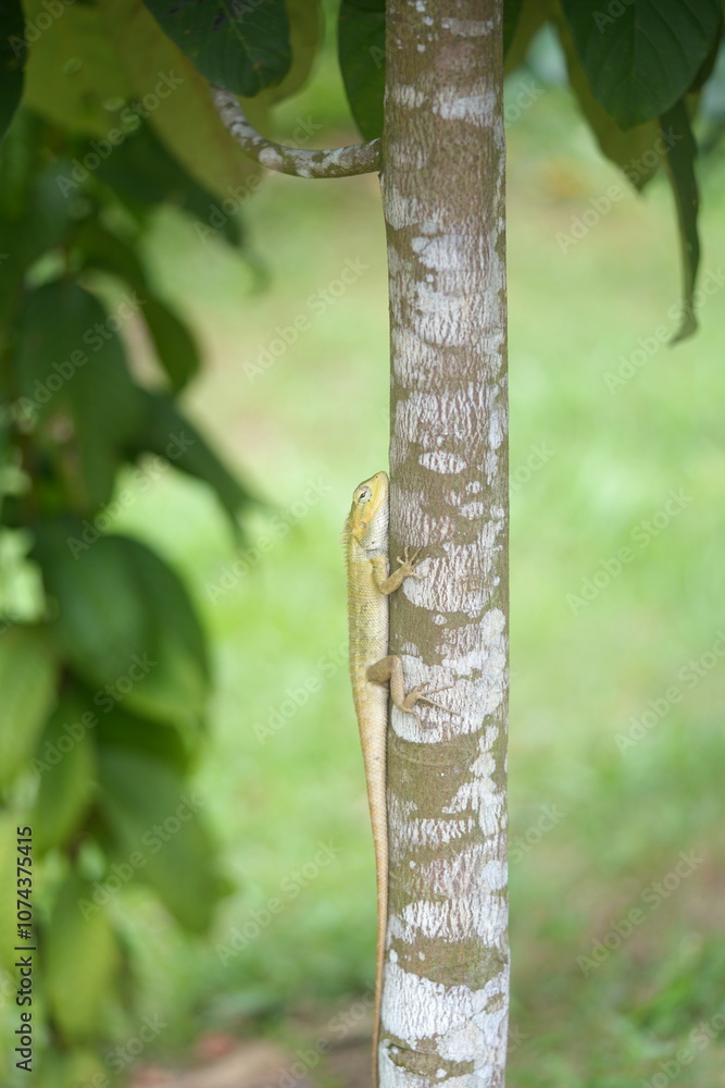 Fototapeta premium green lizard tree trunk