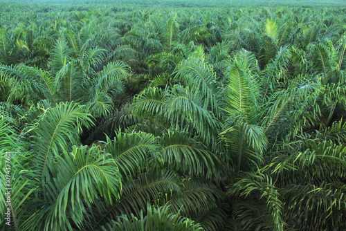 Aerial view of oil palm plantations in Kalimantan, showcasing the vast and organized agricultural landscape