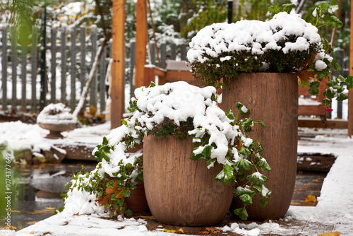 winter landscape, snow-covered vases with flowers in the garden in autumn  photo