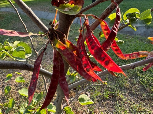 Bright red pods of the Judas tree. Red pods of the Judas tree. Close-up of the red, fresh, shiny fruits of Cercis siliquastrum. Known as the Judas tree. Judas Tree or Gainier. Red, flat, dripping.