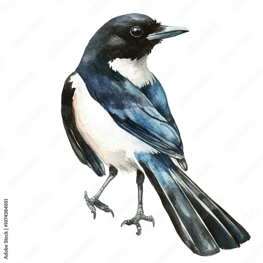 cute Magpie watercolor clipart illustration isolated cute Magpie watercolor clipart illustration isolated