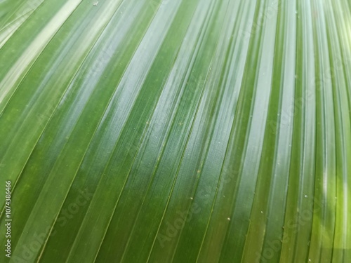 Detailed view of a green palm leaf's linear texture, highlighting its natural symmetry and vibrant tones.