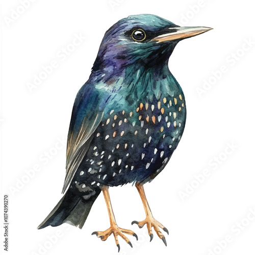 cute Starling Bird watercolor clipart illustration isolated