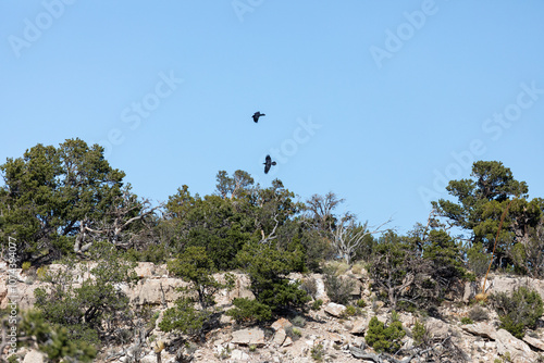 Crows flying at Grand Canyon National Park, Arizona. High quality picture for download. photo