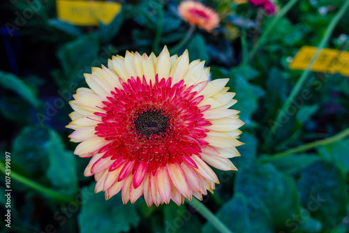 Closeup of Two-Toned Gerbera Daisy with Red and Cream Petals in Bloom.