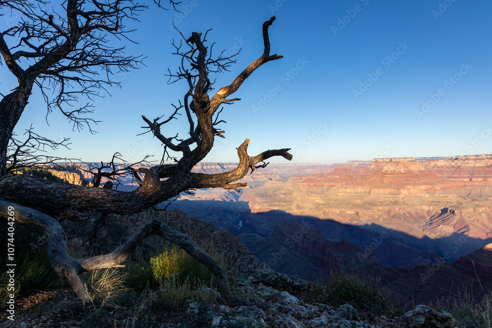 Beautiful old dried small bush at the edge of Grand Canyon, Arizona, captured during sunrise. High quality picture with blurry background for download. Beautiful old dried small bush at the edge of Grand Canyon, Arizona, captured during sunrise. High quality picture with blurry background for download.